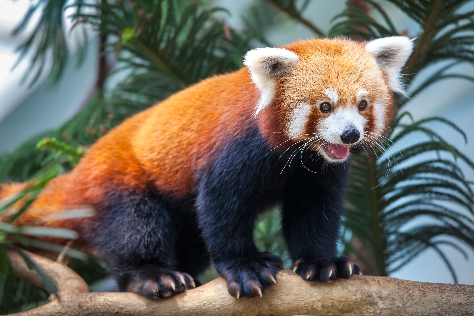 Firefox 20 Update verschluckt